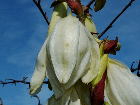 {Yucca gloriosa}